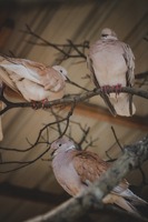Long Island New York Dove Breeder